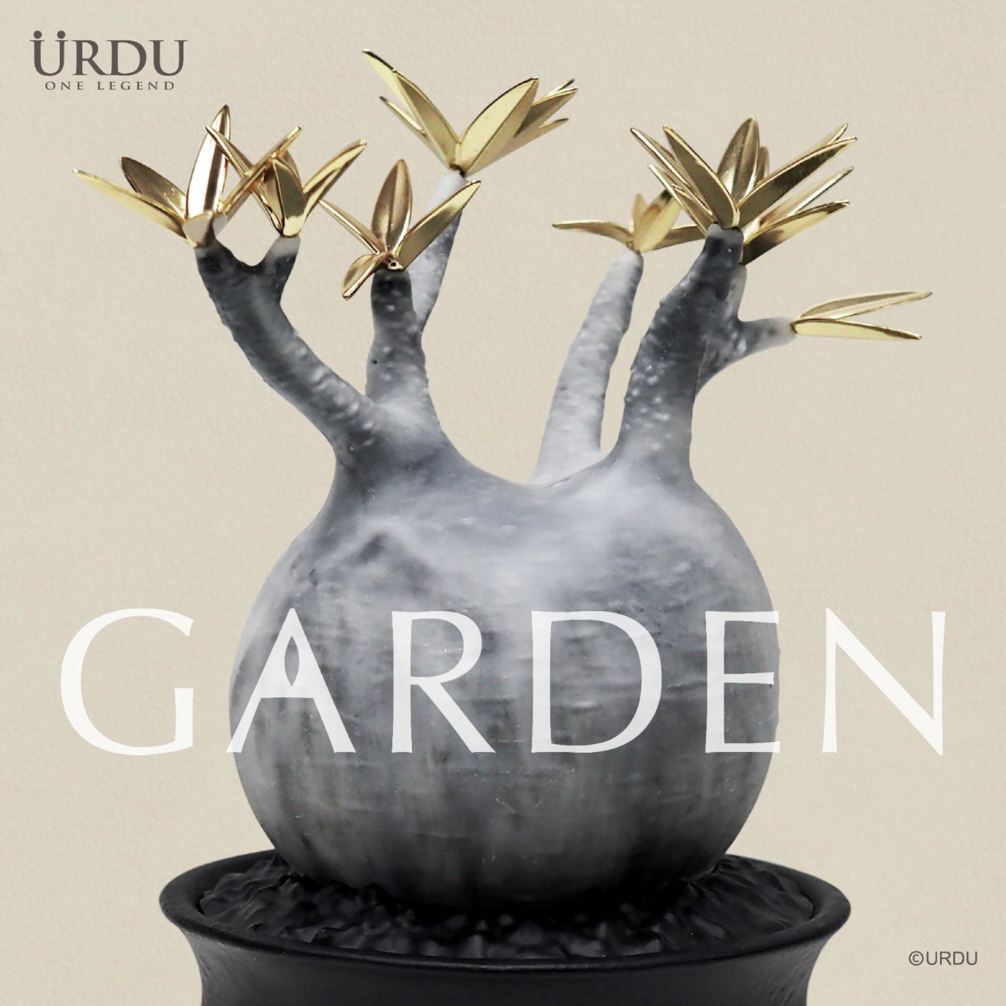 URDU Garden Caudex Plant Series - Pachypodium Gracilius (Moon Version)