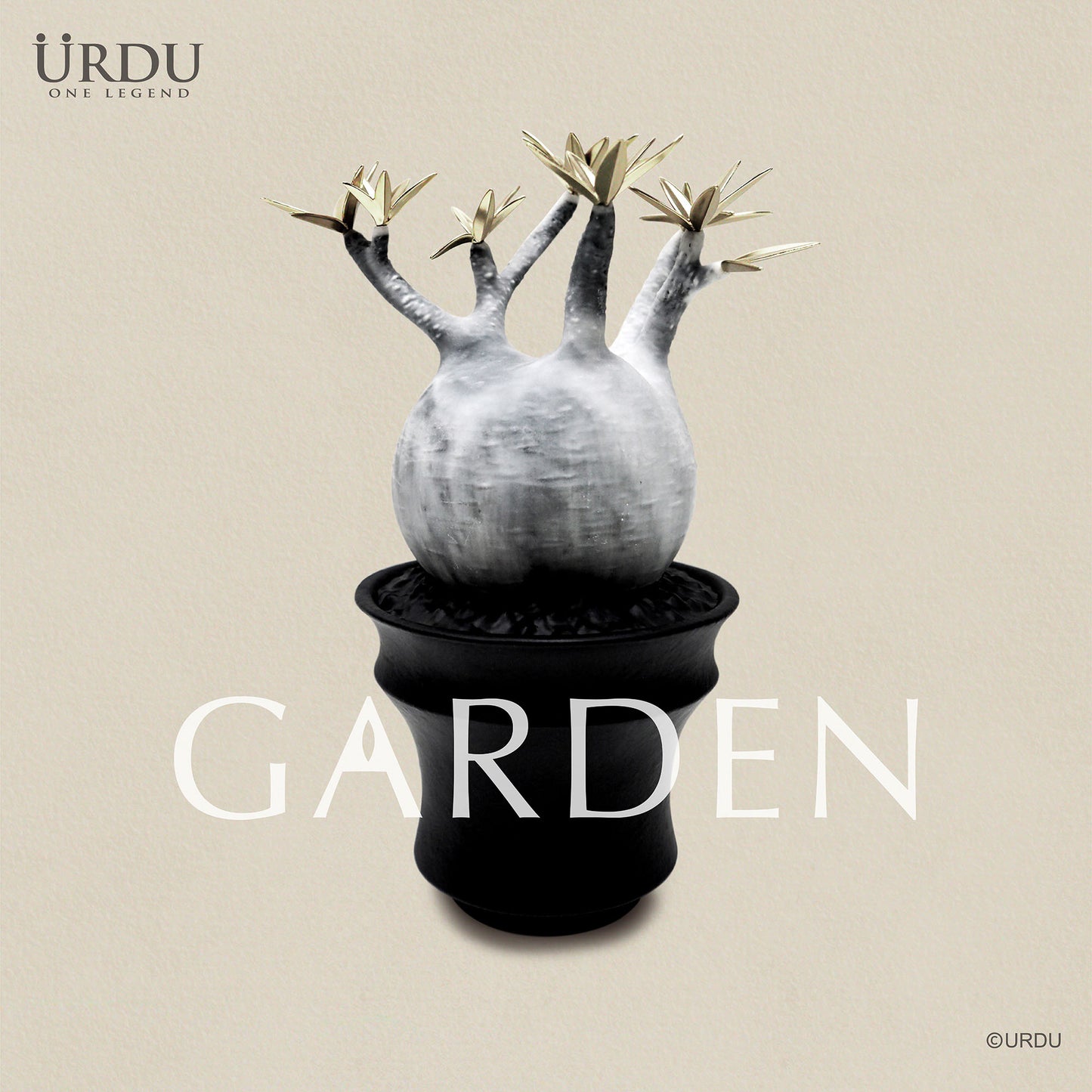 URDU Garden Caudex Plant Series - Pachypodium Gracilius (Moon Version)